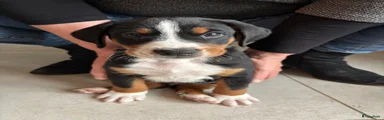 Appenzeller Sennenhond Puppy 7