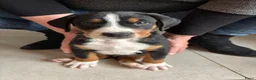Appenzeller Sennenhond honden te koop: Appenzeller pups - Advertentie 8