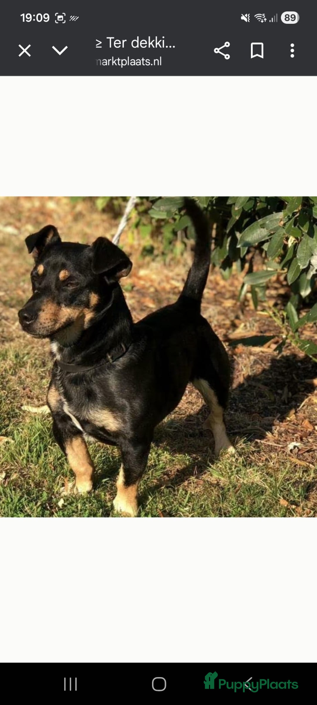 Jack Russel Terriër honden te koop: Mooi nest jack russel pups - Advertentie 5