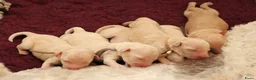 Labradoodle honden te koop: Prachtige labradoodle pups beschikbaar  - Advertentie 2