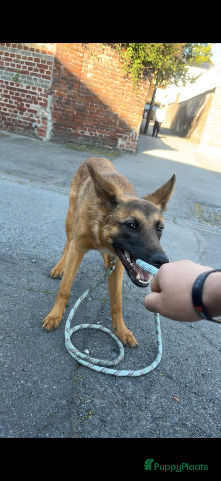 Mechelse Herder honden Mechelse herder +-6 maanden  - Advertentie 1