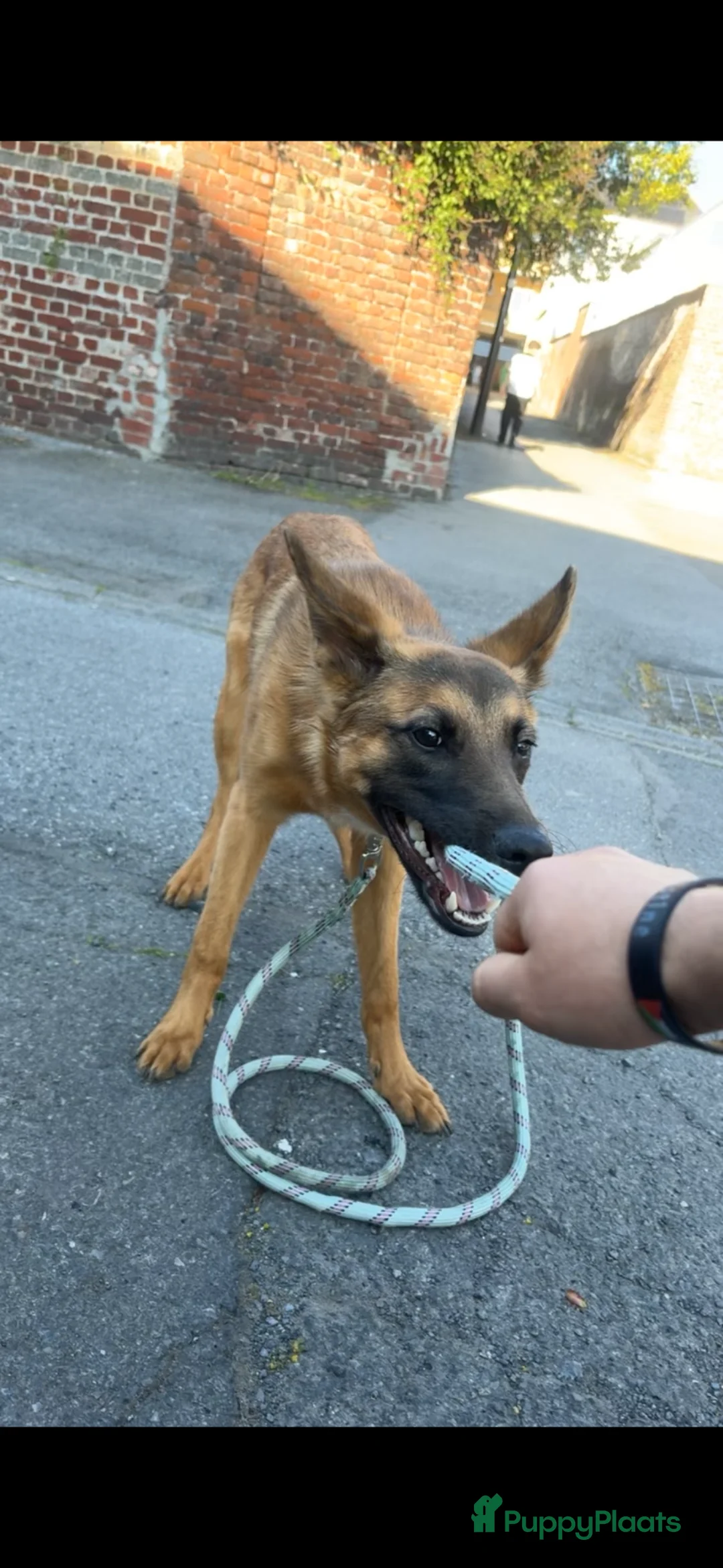 Mechelse Herder honden te koop: Mechelse herder +-6 maanden  in Ritthem - Advertentie 1