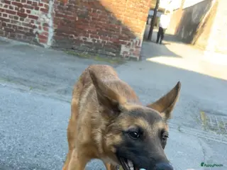 Mechelse Herder honden Mechelse herder +-6 maanden - Advertentie 1