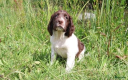 Engelse Springer Spaniel honden te koop: Lieve Engelse springer spaniel puppy's in Gameren - Afbeelding 7