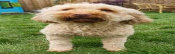 Australian Labradoodle honden te koop: Medium Australian Labradoodles  - Advertentie 11