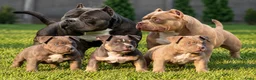 Amerikaanse Bully honden te koop: American bully pocket - Advertentie 1