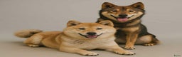 Shiba honden te koop: Shiba inu pups met stamboom - Advertentie 5