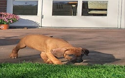 Rhodesian Ridgeback honden te koop: Rhodesian ridgeback pups met stamboom  - Advertentie 4