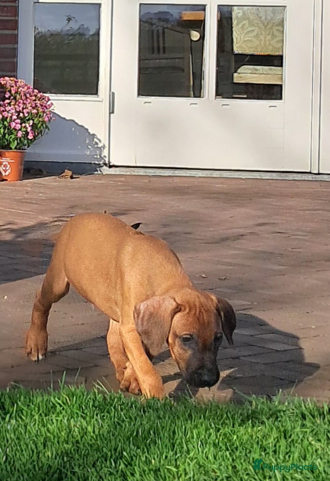 Rhodesian Ridgeback honden te koop: Rhodesian ridgeback pups met stamboom  - Advertentie 5