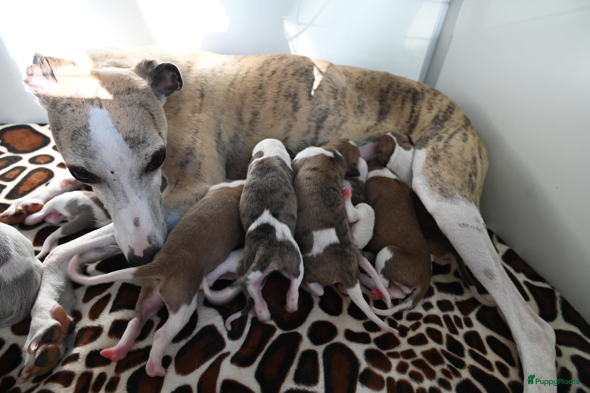 Whippet honden Whippetpupjes - Advertentie 4