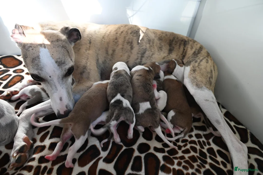 Whippet honden te koop: Whippetpupjes - Advertentie 1