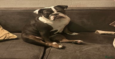 Engelse Bulldog honden - Advertentie 6