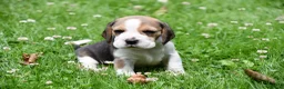 Beagle honden te koop: Prachtige Beagle pups  - Advertentie 5