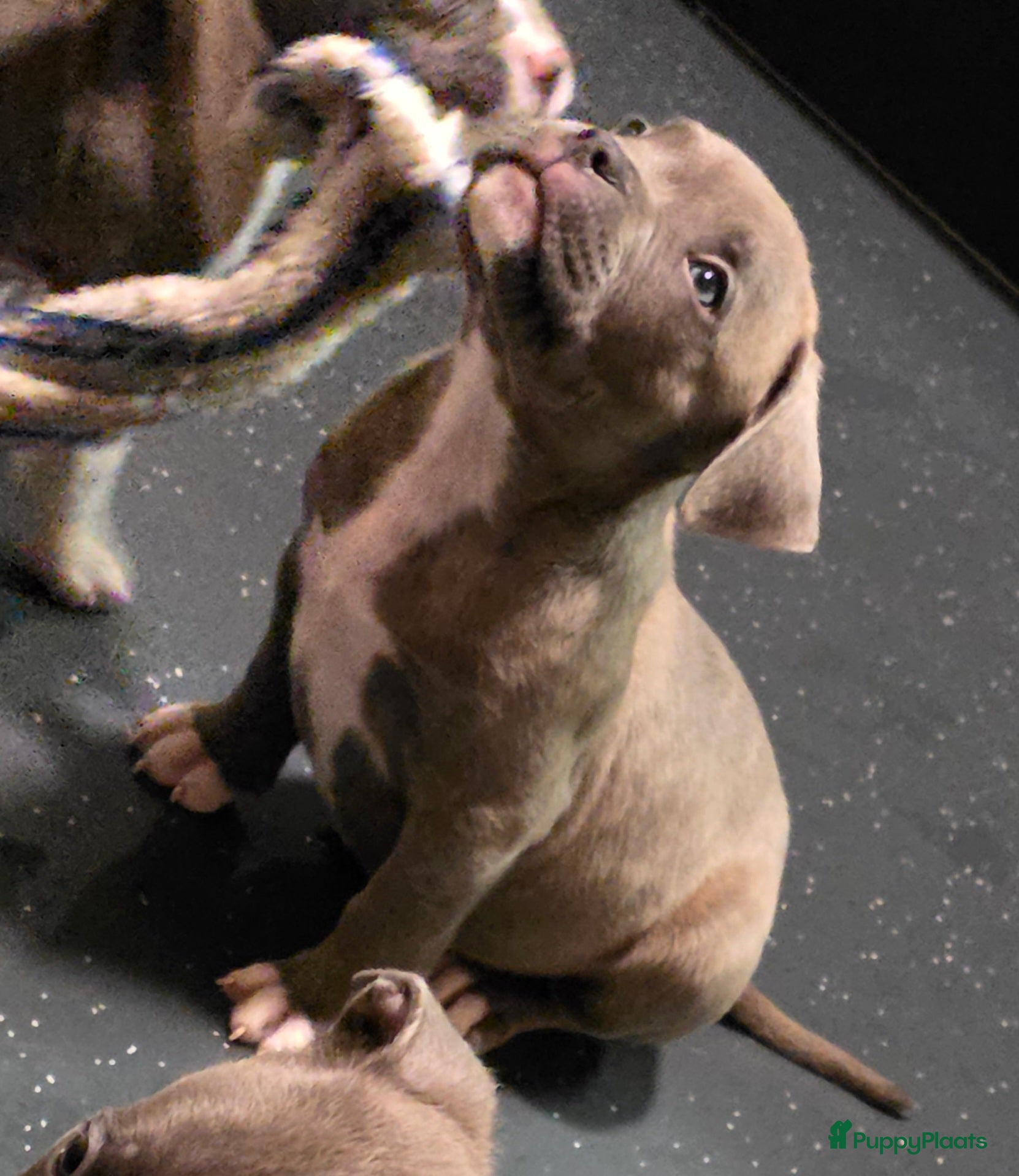 Amerikaanse Bully honden Pocket bully bleu grey  - Advertentie 1