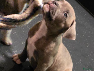 Amerikaanse Bully honden Pocket bully bleu grey - Advertentie 1