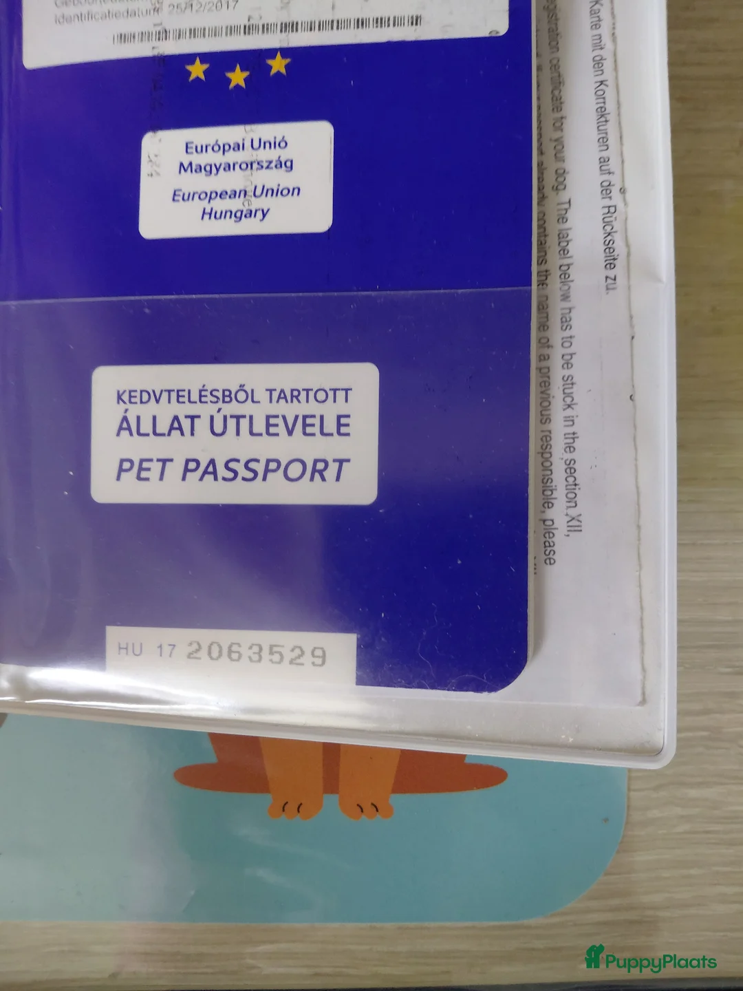 Maltezer honden te koop: Maltezer teefje - Advertentie 2