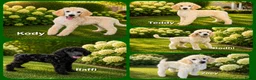 Labradoodle honden te koop: Poedel outcross pups | DNA-geteste ouderdieren - Advertentie 1