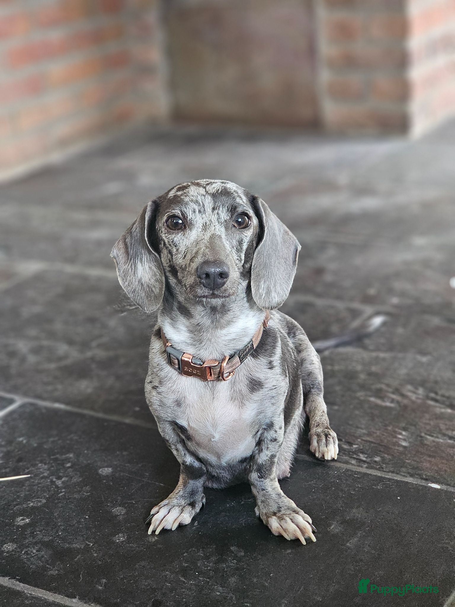 Teckel (korthaar)  honden 💙 STUNNING MINIATURE DACHSHUND PUPPIES FOR SALE . - Advertentie 1