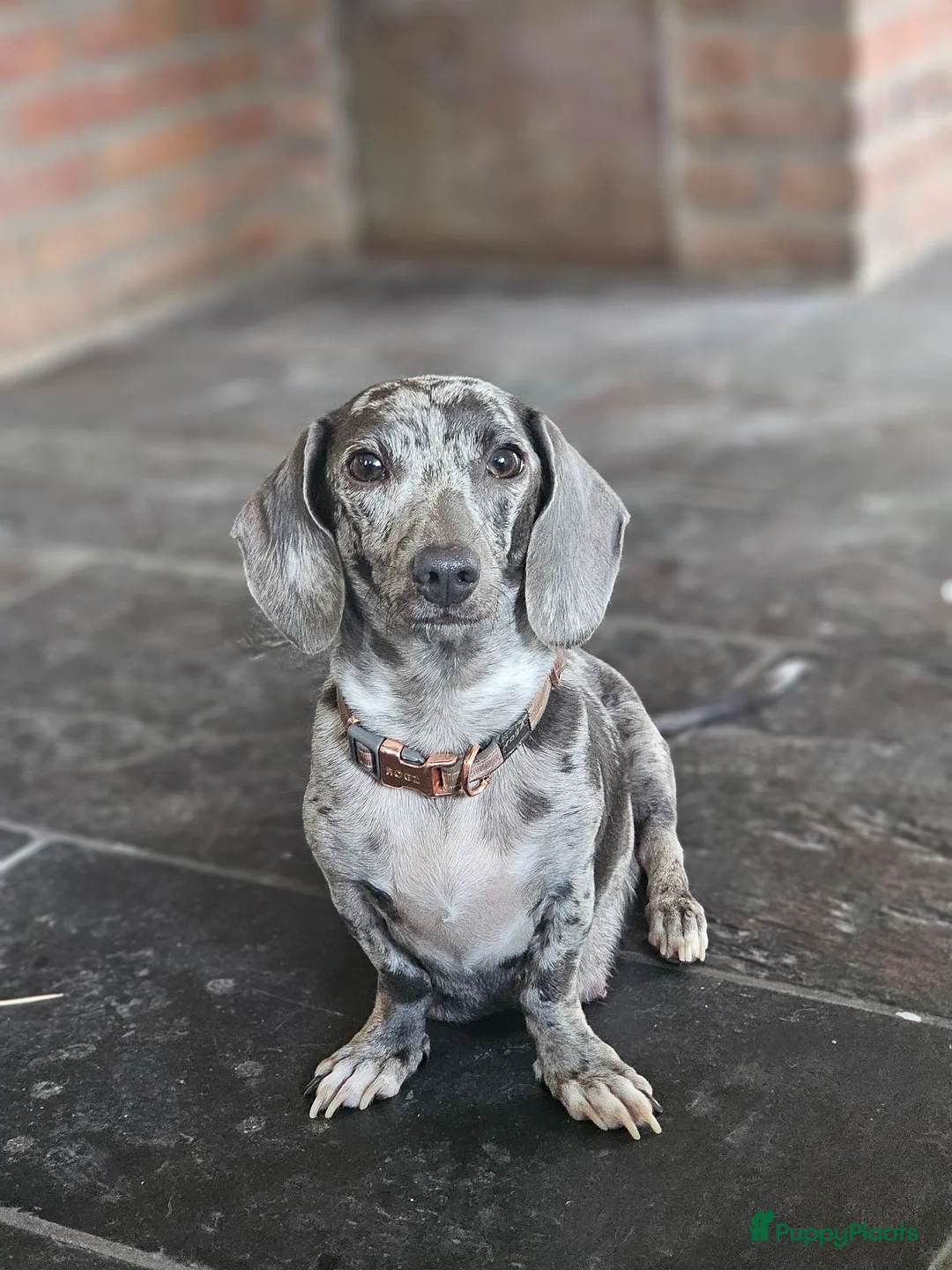 Teckel (korthaar)  honden te koop: 💙 STUNNING MINIATURE DACHSHUND PUPPIES FOR SALE . - Advertentie 1