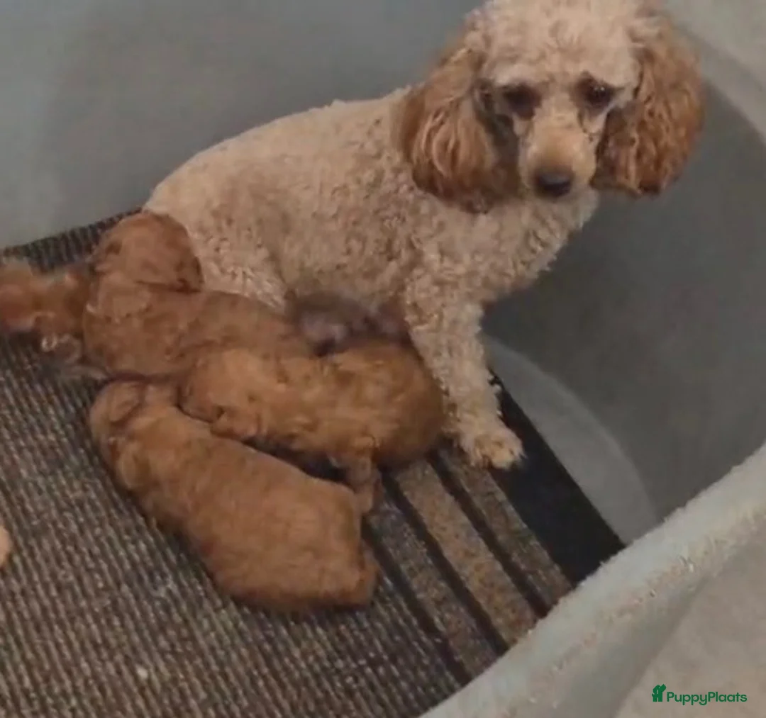 Poedel Toy honden te koop: **Bijzonder Toypoedel Reutje • 15 Weken • FCI** - Advertentie 9