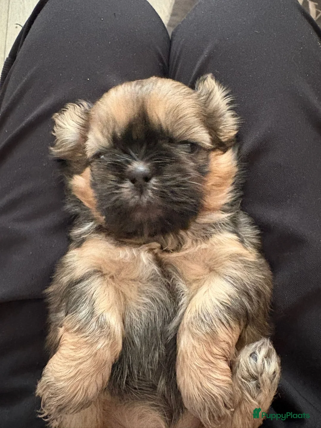 Shih Tzu honden te koop: Shih Tzu pups  in Heesch - Advertentie 2
