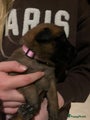 Mechelse Herder Puppy 7