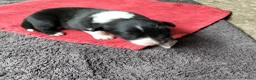 Australian Shepherd honden te koop: Super leuke Ausie pups - Advertentie 3