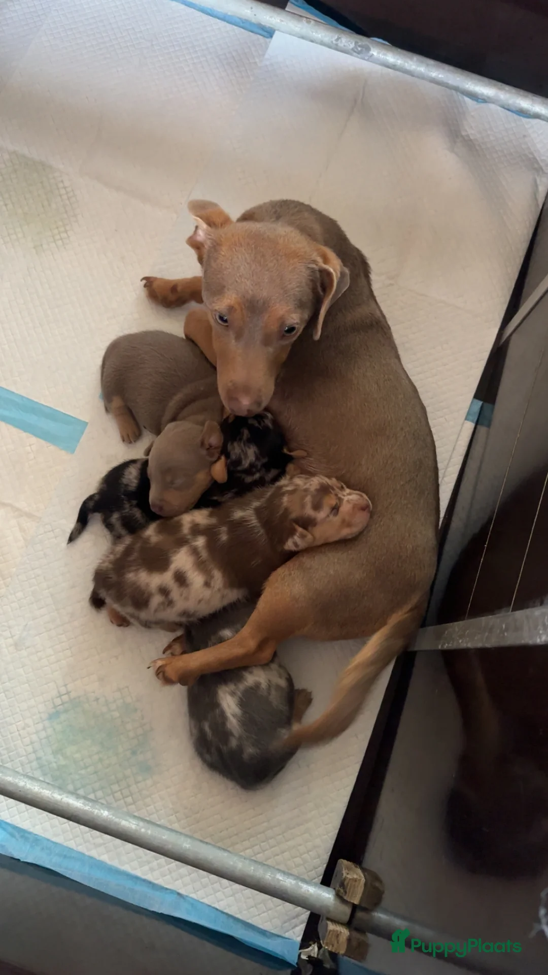Jack Russel Terriër honden te koop: lieve pups zoeken een nieuw huisje - Advertentie 1
