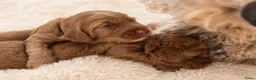 Australian Labradoodle honden te koop: Rood/Abrikoos Australian Labradoodle Puppy's - Advertentie 13