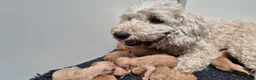 Cockapoo honden te koop: Cockapoo pupjes kleine maat - Advertentie 2