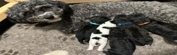 Labradoodle honden te koop: 5 pups mini labradoodle🤩 - Advertentie 2