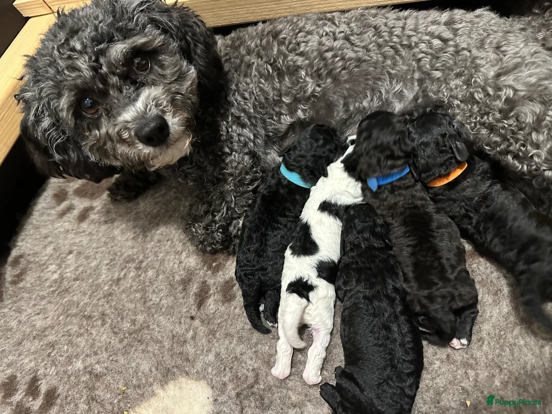 Labradoodle honden te koop: 5 pups mini labradoodle🤩 - Advertentie 2