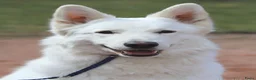 Zwitserse Witte Herdershond honden te koop: Nestje verwacht van Zwitserse herder(met stamboom) - Advertentie 1