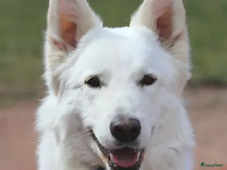 Zwitserse Witte Herdershond honden Prachtige Zwitserse Herder (met stamboom) - Advertentie 3