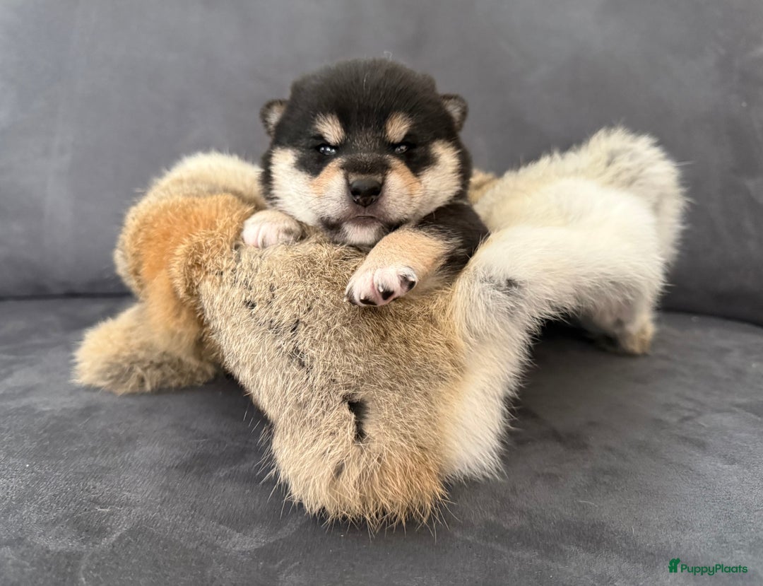 Shiba honden te koop: Shiba pups geboren in Kerkwerve - Afbeelding 1
