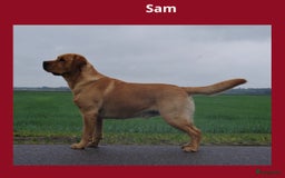 Labrador Retriever honden te koop: Stamboom Labrador pup. Nest Aankondiging  - Afbeelding 13