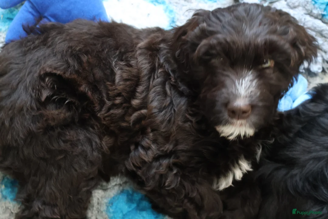 Barbet honden te koop: Hazel zoekt haar gouden mandje - Advertentie 4