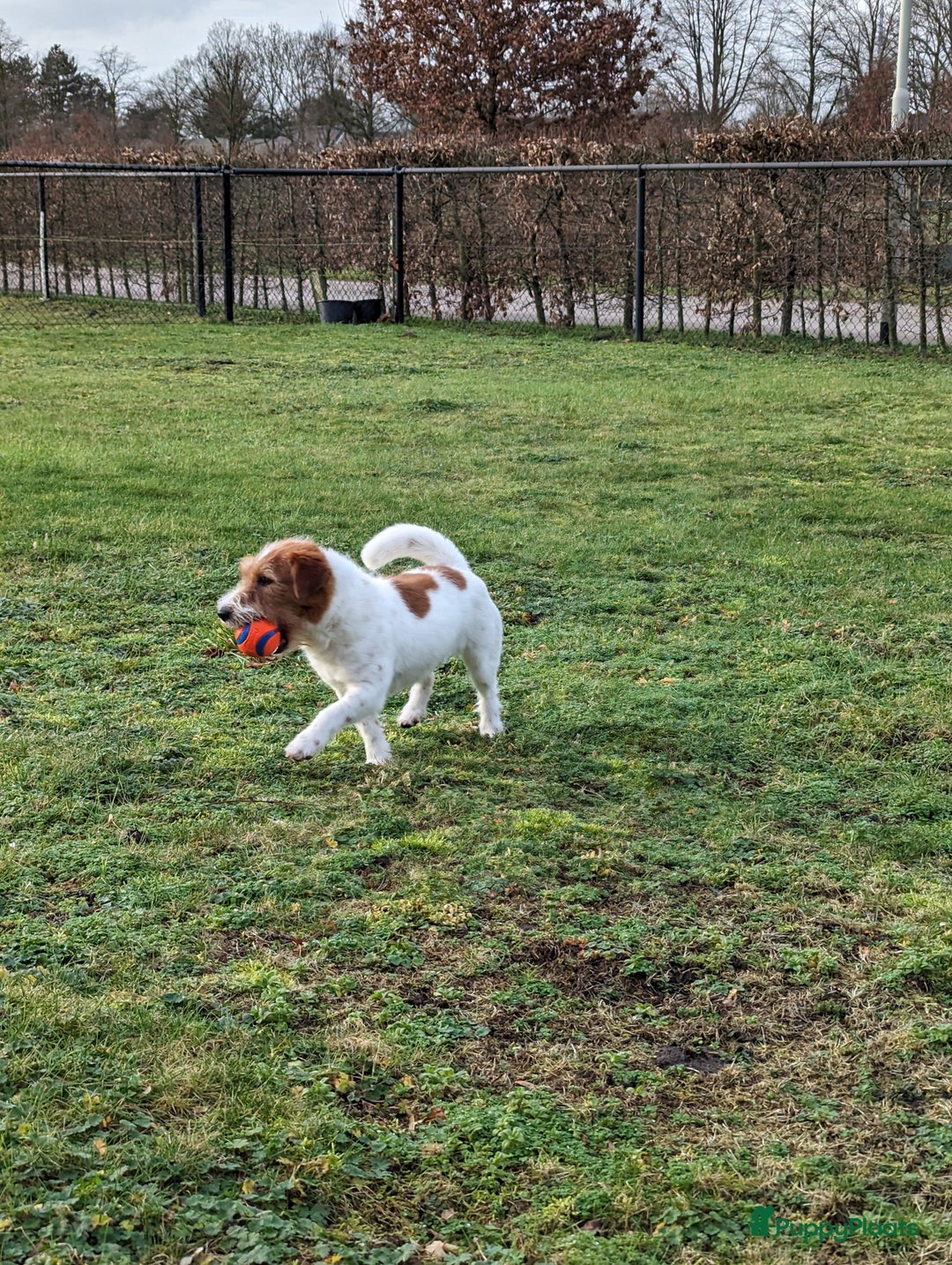 Jack Russel Terriër honden te koop: Jack Russell pups verwacht - Advertentie 3