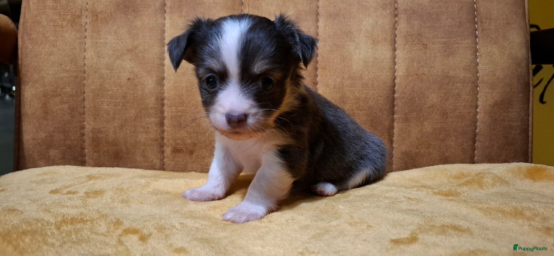 Chihuahua honden te koop: Chihuahua - Advertentie 16