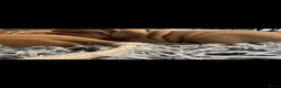 Vizsla korthaar honden te koop: Vizsla puppy’s - Advertentie 3