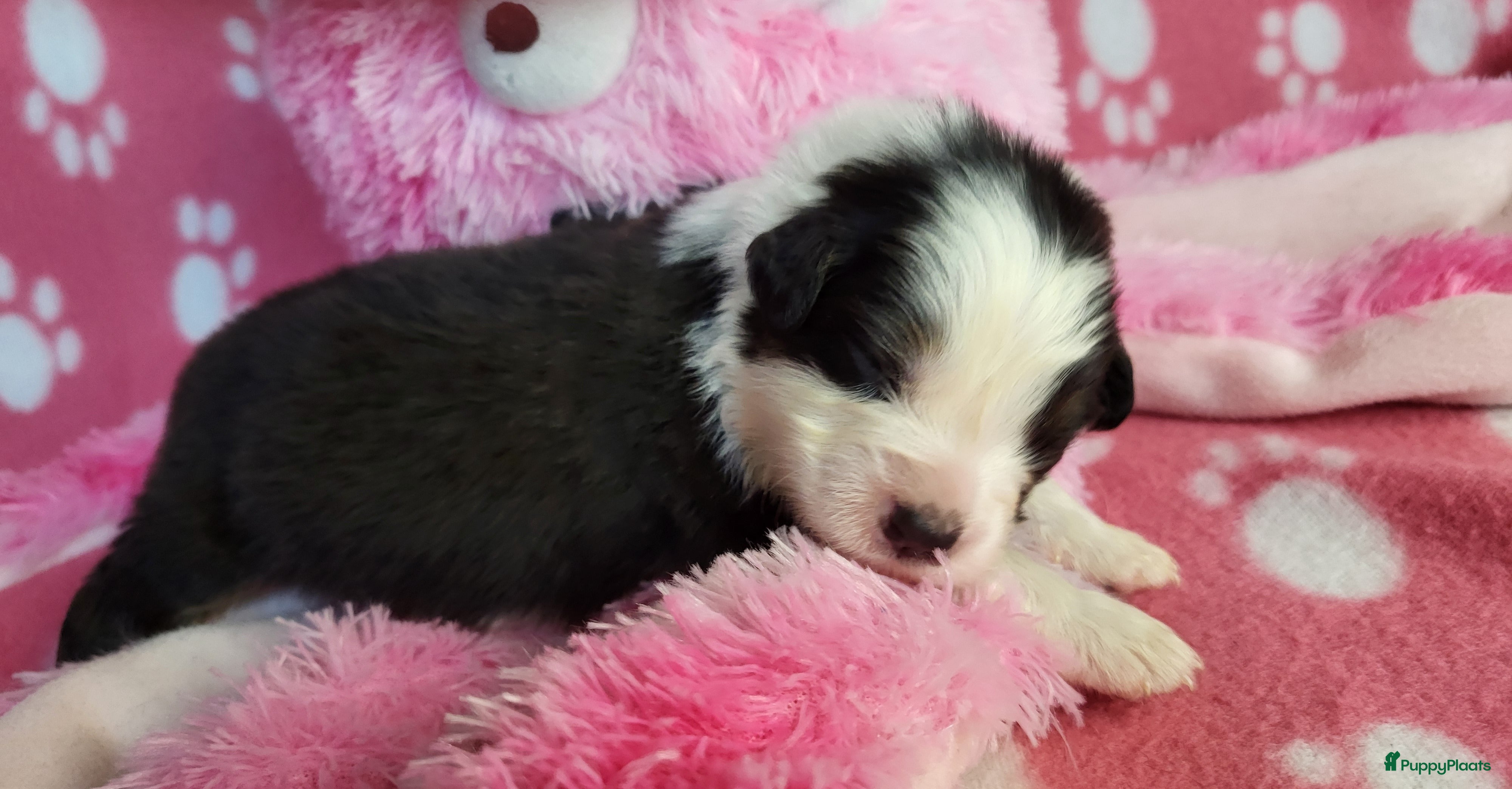 Australian Shepherd honden Australian Shepherd pupjes met FCI stamboom - Advertentie 2