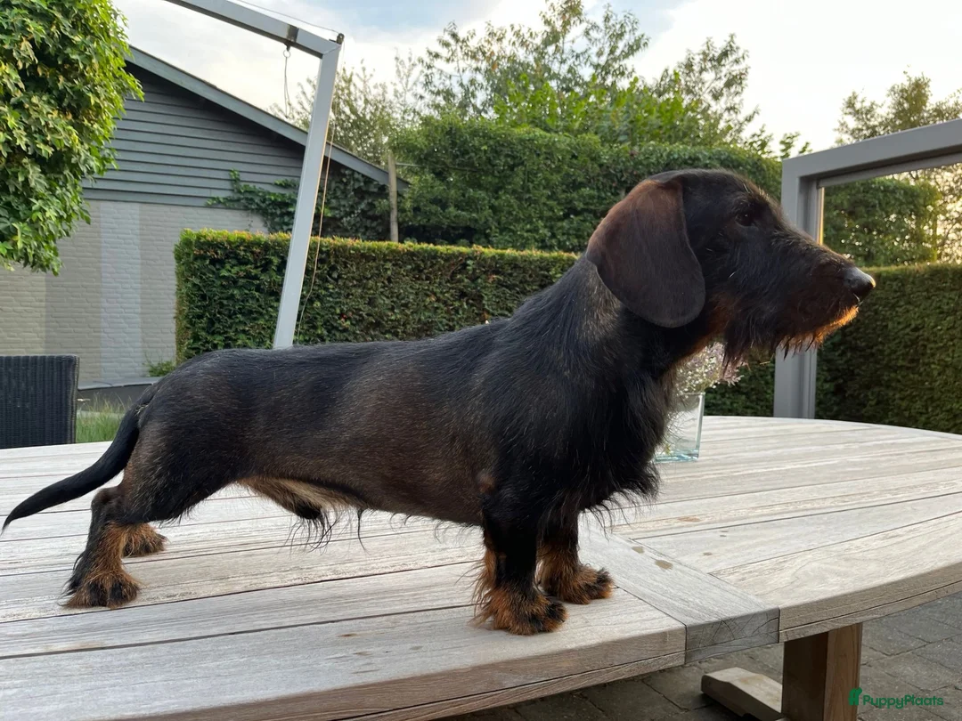 Ruwhaar Teckel honden te koop: Teckel ruwhaar standaard pups FCI-stamboom in Valkenswaard - Advertentie 8