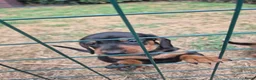 Teckel (korthaar)  honden te koop: Dwerg teckel pups - Advertentie 19