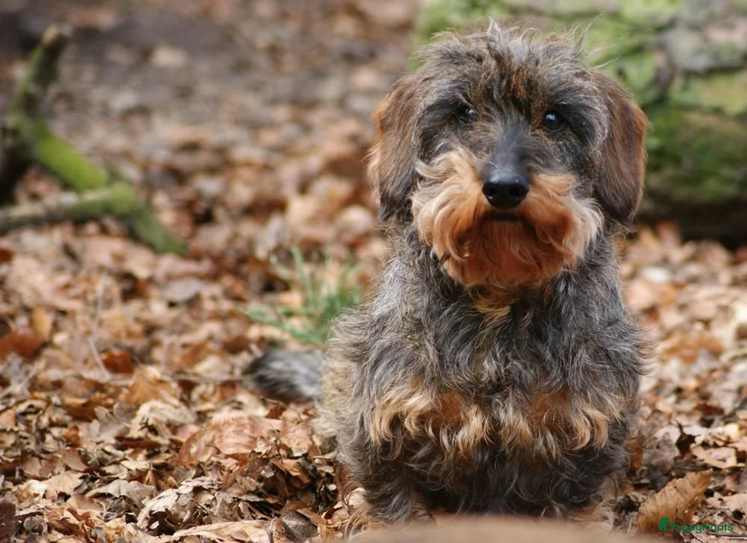 Ruwhaar Teckel honden te koop: zeer mooie ruwharige teckel pups zeer mooiekleuren - Advertentie 6