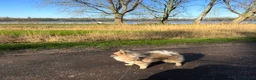Pomeriaan honden te koop: Pomeriaan Reutje 8 maanden  - Advertentie 3