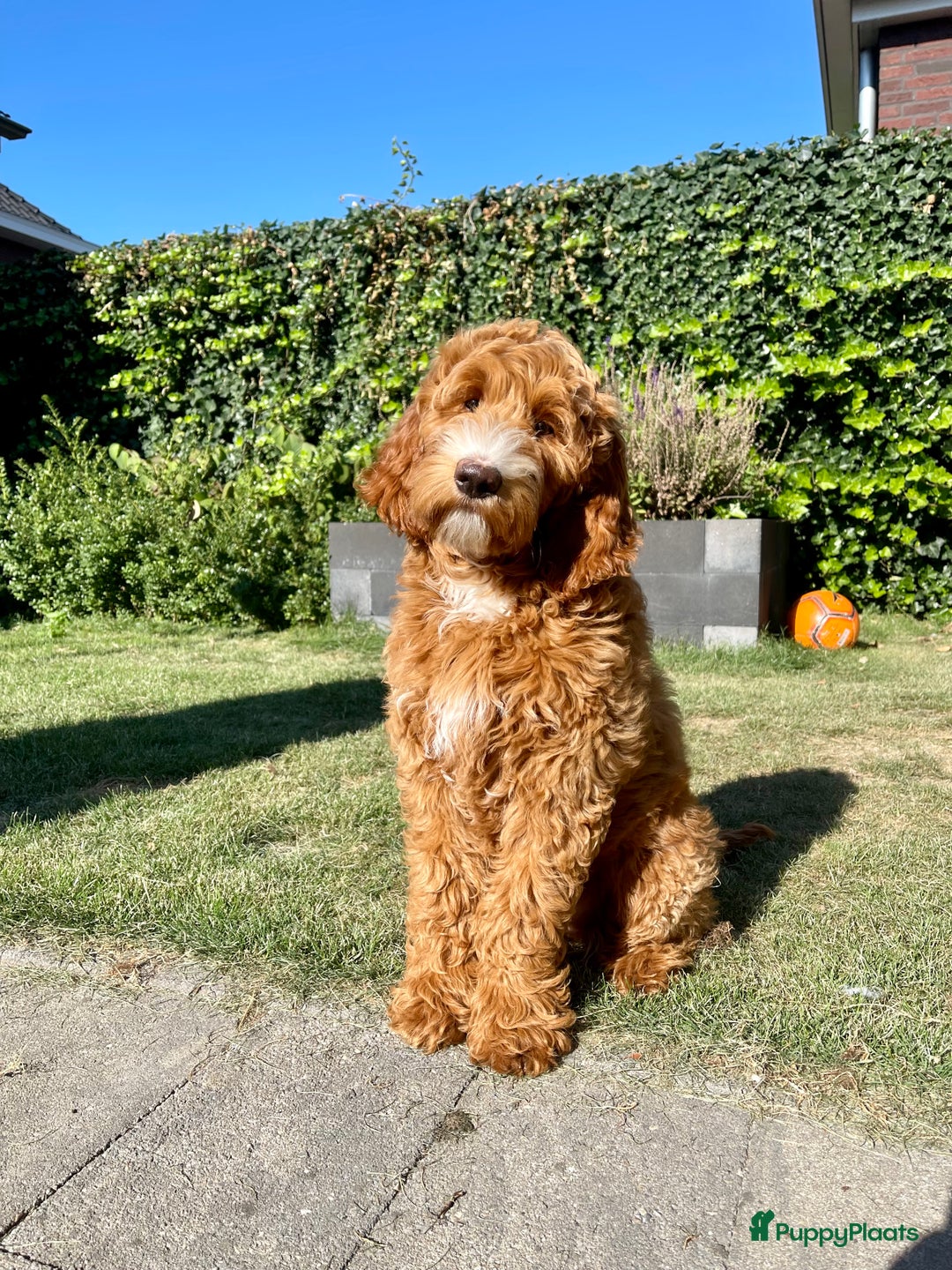 Australian Labradoodle honden te koop: Labradoodle puppy’s verwacht 🐶🐾 - Advertentie 12
