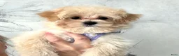 Maltipoo honden te koop: Mooie, kleine maltipoo teefjes  - Advertentie 11