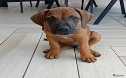 Rhodesian Ridgeback honden te koop: Super schattige Rhodesian Ridgeback pups te koop! in Sint-Michielsgestel - Afbeelding 1