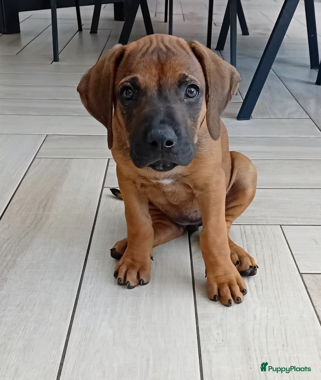 Rhodesian Ridgeback honden te koop: Super schattige Rhodesian Ridgeback pups te koop! in Sint-Michielsgestel - Afbeelding 1