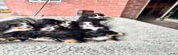 Berner Sennenhond honden te koop: Berner/sennen teefje - Advertentie 4